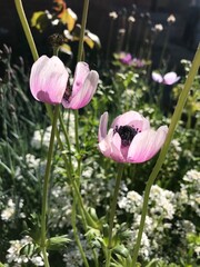 pink flamingo in the garden