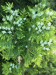 green fern background
