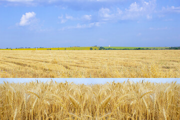 Wheat field close up