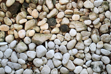 So many pieces of white pebbles stone. White pebbles stone overgrown with moss and plant roots. White pebbles stone texture and background