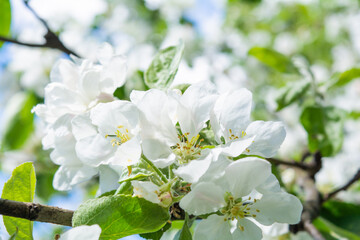 White flowers of apple tree. Beautiful blossoming apple tree branch