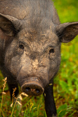 A photo of a fat, dirty pig covered in stubble.