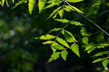 Neem leaves in sunlight. a natural wallpaper background