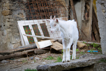  white goat standing on a stone looking down