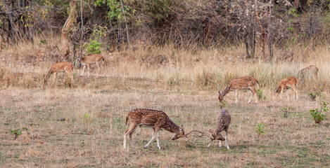 Chital or cheetal deers (Axis axis), also known as spotted deer or axis deer in the Bandhavgarh National Park in India
