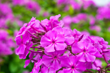 Fototapeta premium Garden purple phlox, Phlox paniculata, vivid and flavored summer flowers