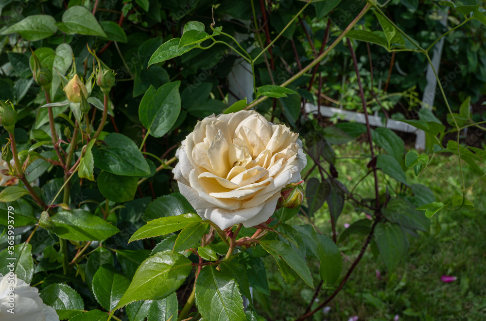 Canvas Prints rose in the garden