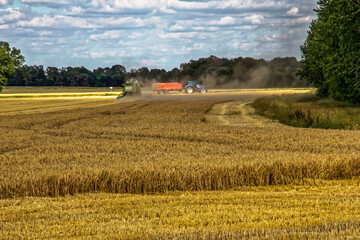 Fototapeta premium wheat fields