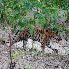 Naklejka na ściany i meble Bengal tiger in Bandhavgarh National Park, India