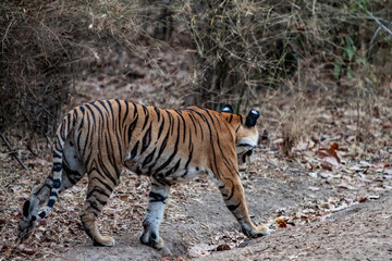 Bengal tiger in Bandhavgarh National Park, India