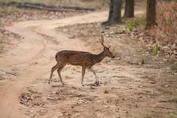 Chital or cheetal deer (Axis axis), also known as spotted deer or axis deer in the Bandhavgarh...