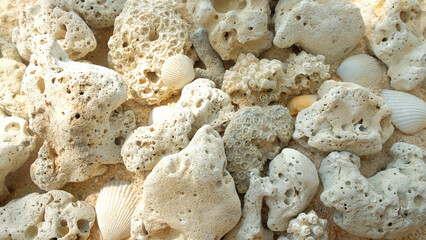 Broken death coral and sea shell on sand beach background.