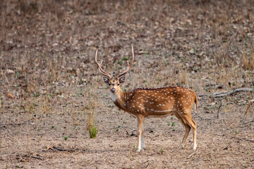 Chital or cheetal deer (Axis axis), also known as spotted deer or axis deer in the Bandhavgarh National Park in India