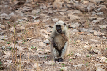 Gray Langur also known as Hanuman Langur in the Bandhavgarh National Park in India