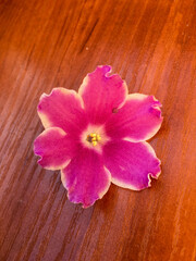 pink flower on wooden background