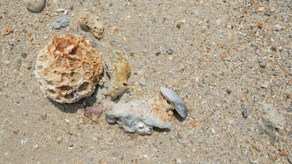 Broken death coral and sea shell on sand beach background.