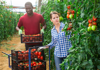 Man helps woman to harvest crop of ripe red tomatoes in greenhouse