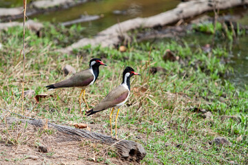 Red-wattled lapwing (Vanellus indices) or large plover or wader in the Bandhavgarh National Park in India