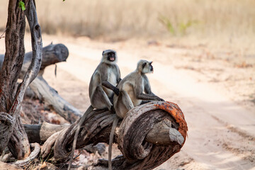 Gray Langurs also known as Hanuman Langusr in the Bandhavgarh National Park in India