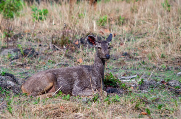 Female Sambar deer (Rusa unicolor, also called Philippine or Rusa deer), Bandhavgarh National Park, India