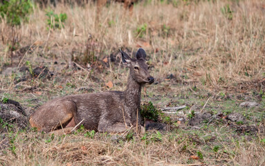 Naklejka na ściany i meble Female Sambar deer (Rusa unicolor, also called Philippine or Rusa deer), Bandhavgarh National Park, India