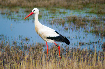Storch