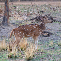 Chital or cheetal deer (Axis axis), also known as spotted deer or axis deer in the Bandhavgarh National Park in India