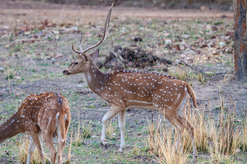 Naklejka na ściany i meble Chital or cheetal deers (Axis axis), also known as spotted deer or axis deer in the Bandhavgarh National Park in India