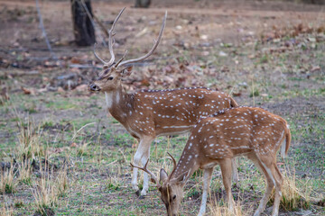Chital or cheetal deers (Axis axis), also known as spotted deer or axis deer in the Bandhavgarh...