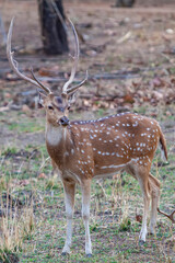 Chital or cheetal deer (Axis axis), also known as spotted deer or axis deer in the Bandhavgarh...