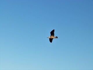 Gaviota volando fondo cielo azul clima verano
