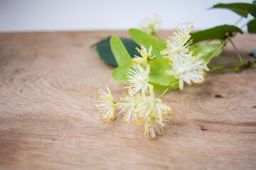 Flowers of linden, fragrant medicine herbal and healthcare tea ingredient