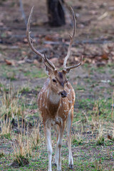 Naklejka na ściany i meble Chital or cheetal deer (Axis axis), also known as spotted deer or axis deer in the Bandhavgarh National Park in India