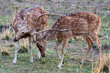 Chital or cheetal deers (Axis axis), also known as spotted deer or axis deer in the Bandhavgarh National Park in India