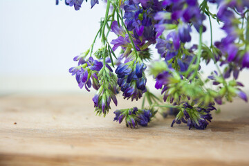 Vicia cracca or tufted vetch, bird or blue vetch and boreal vetch