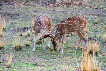 Chital or cheetal deers (Axis axis), also known as spotted deer or axis deer in the Bandhavgarh...