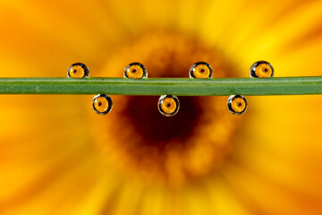 woda,krople,kwiat,żółty,makro © Andrzej