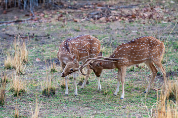 Chital or cheetal deers (Axis axis), also known as spotted deer or axis deer in the Bandhavgarh...