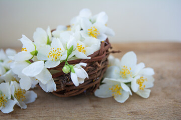 Fototapeta na wymiar White jasmine flowers, traditional green tea ingredient, aromatherapy flavor