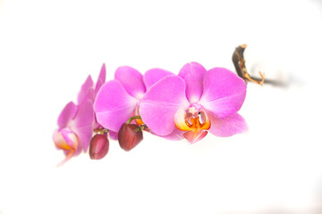 Naklejka na ściany i meble pink orchid isolated on white background. pink Phalaenopsis Orchid flower tropical garden isolated on white background. Selective focus. agriculture idea concept design with copy space add text.