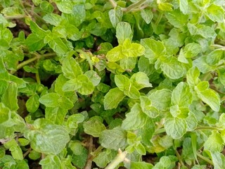 green leaves background