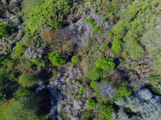 Wald aus Vogelperspektive