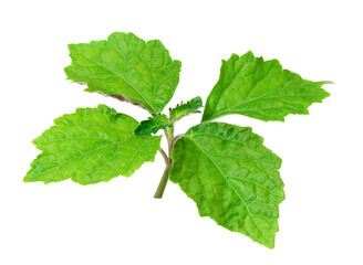fresh Patchouli (Pogostemon cablin) leaves isolated on the white background