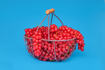 Red currant  in a metal basket on blue background.