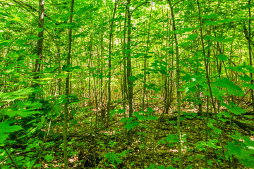 Thick  green thicket