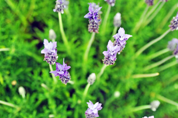 lavender flowers in the garden