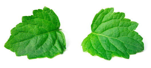 fresh Patchouli (Pogostemon cablin) leaves isolated on the white background