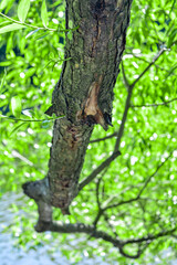 Willow tree big branch over the pond blue water with depth of field