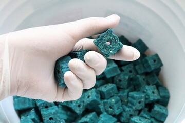 Gloved hand holding blue rodent poison.These dry poison blocks can be placed in areas where rodents such as rats and mice are active.After the rodents feed on these baits they will be eliminated. 