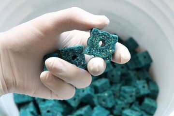 Gloved hand holding blue rodent poison.These dry poison blocks can be placed in areas where rodents...